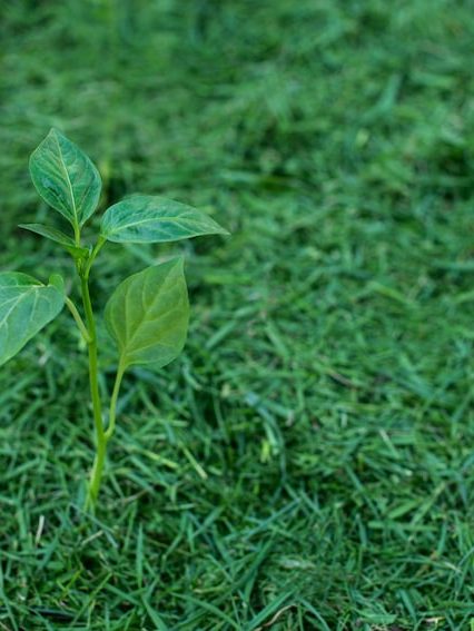 Abono Ecológico, usos y aplicaciones