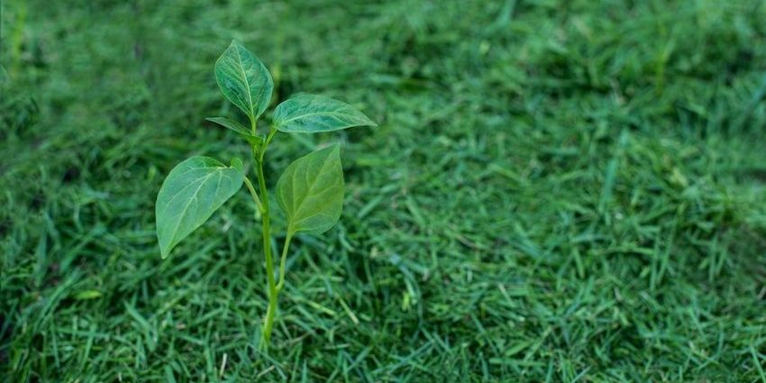 Abono Ecológico, usos y aplicaciones