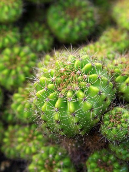 Sustrato para Cactus