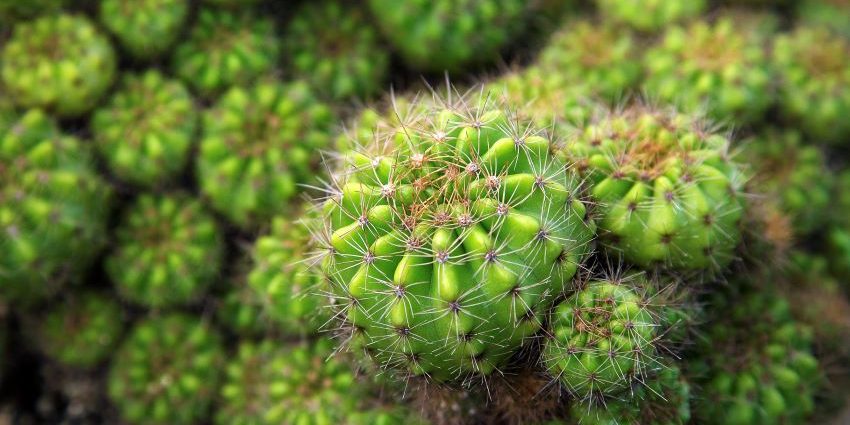 Sustrato para Cactus