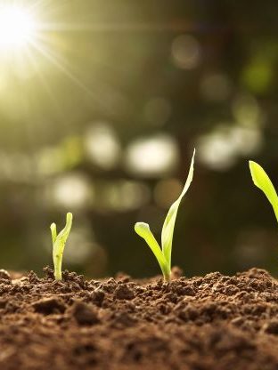 Sustrato para Huerto Urbano