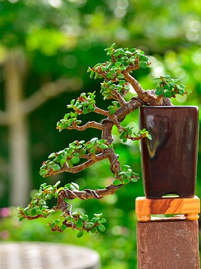 Planta del Dinero cuidados