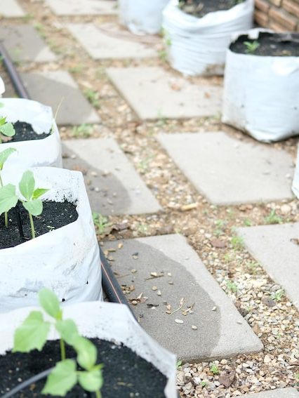 Riego por goteo en casa