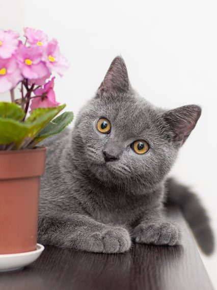 Plantas de interior con flor