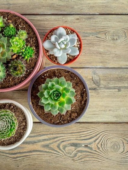 Tipos de plantas suculentas