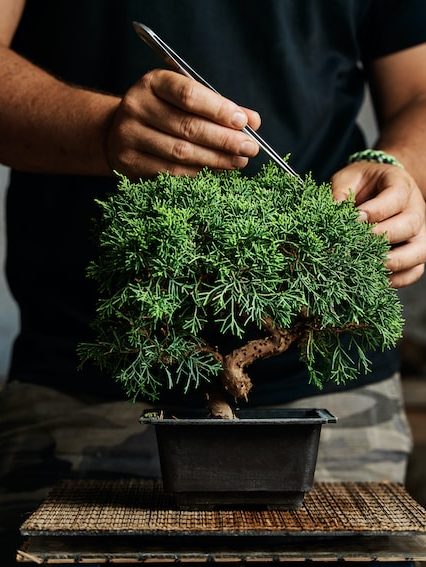 Cómo cuidar un Bonsái