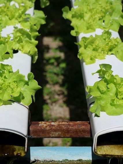 Cultivo hidropónico