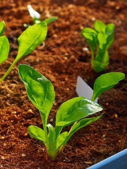 Qué plantar en un huerto urbano