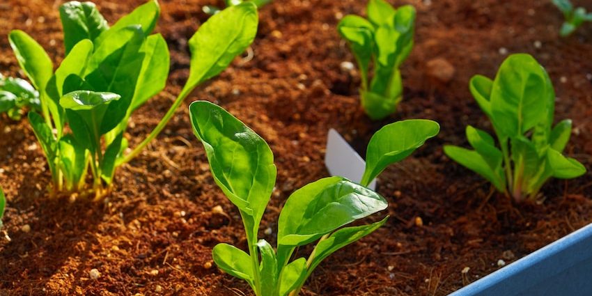 queplantarenhuertourbano Qué plantar en un huerto urbano