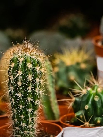 Trasplantar un cactus