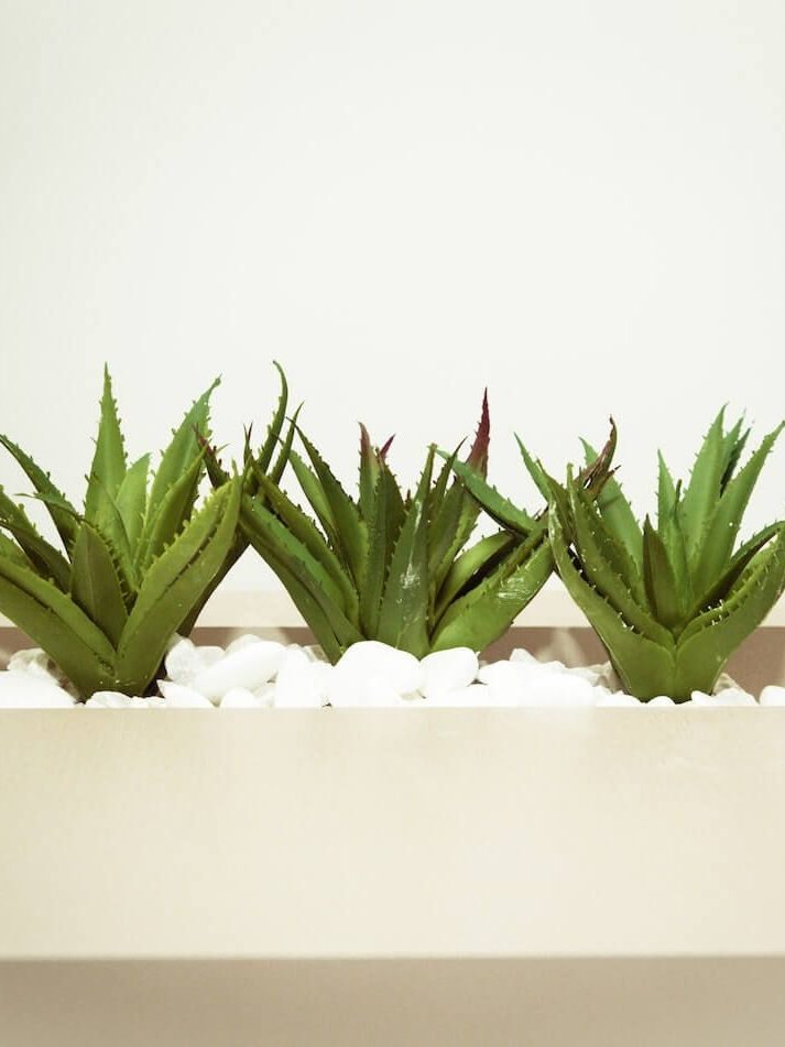 Cómo plantar y cuidar Aloe Vera