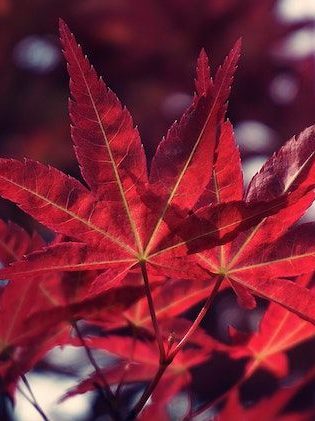 Cultivar arce japonés