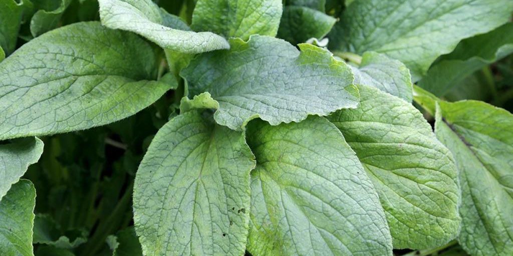 cuando plantar Borraja