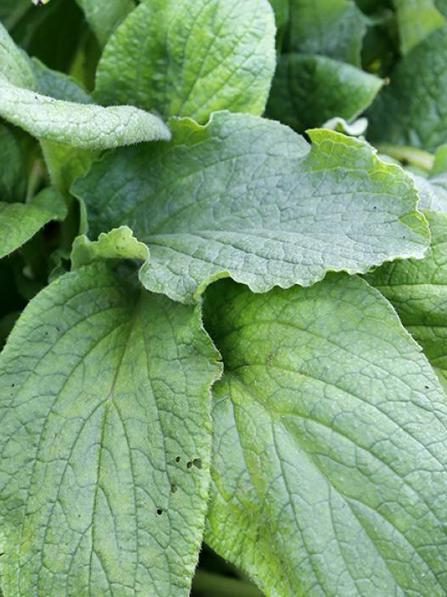 cuando plantar Borraja