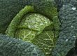 cabbage, vegetable, food-4513641.jpg