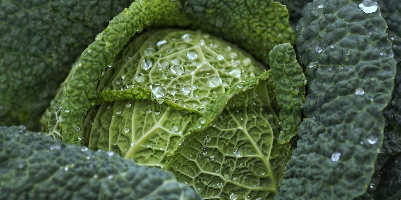 cabbage-vegetable-food-4513641 cabbage, vegetable, food-4513641.jpg