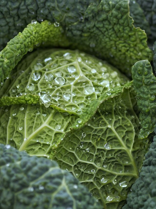 cabbage, vegetable, food-4513641.jpg