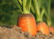 carrot, growth, vegetables-1565597.jpg