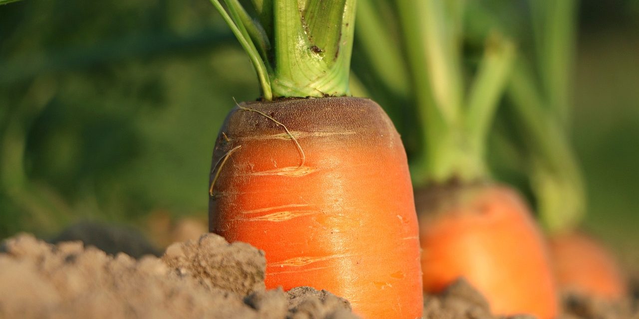 carrot, growth, vegetables-1565597.jpg