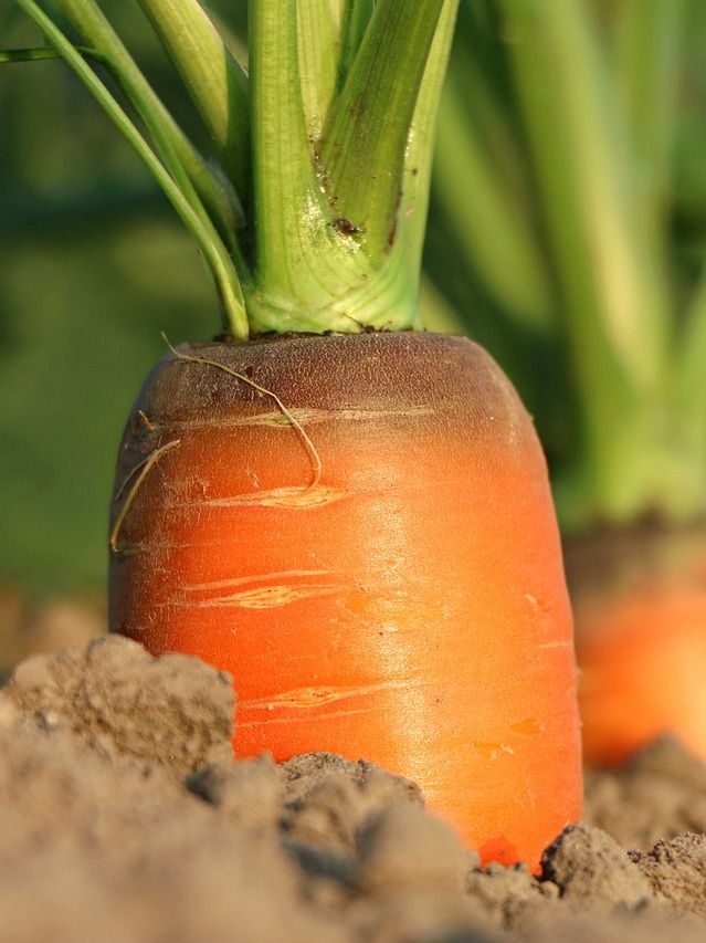 carrot, growth, vegetables-1565597.jpg