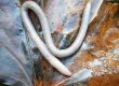 earthworm, lumbricidae, worm-202403.jpg