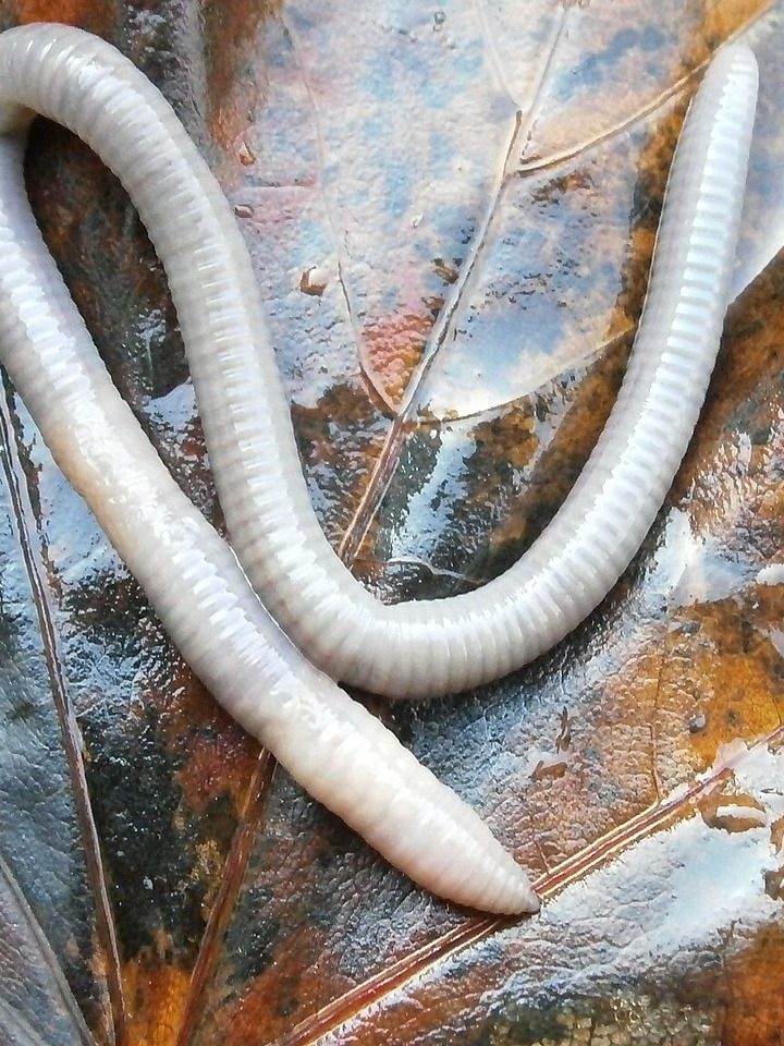 earthworm, lumbricidae, worm-202403.jpg