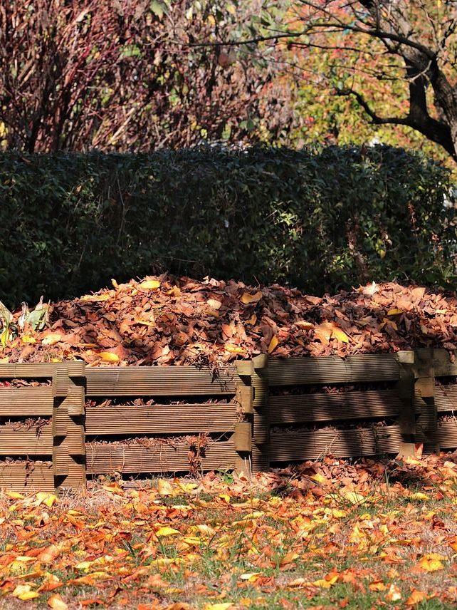 fall, meadow, leaves-3755125.jpg