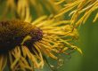 flower, yellow flower, withered-6480762.jpg