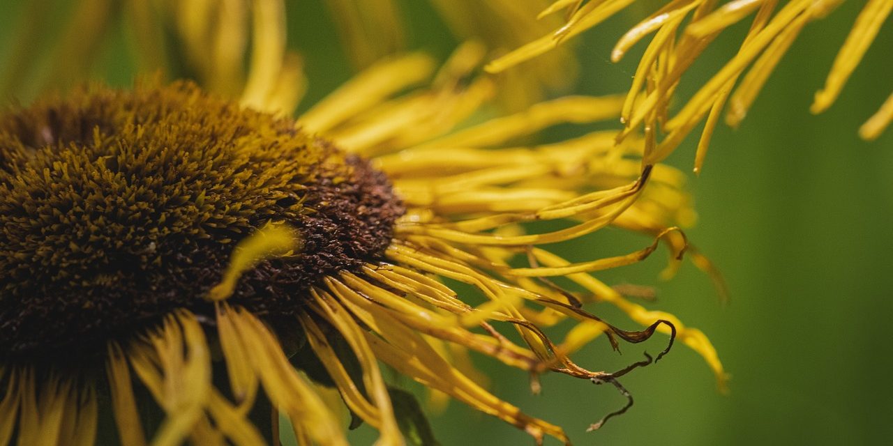 flower, yellow flower, withered-6480762.jpg