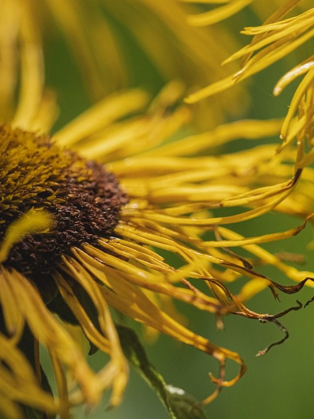 flower, yellow flower, withered-6480762.jpg