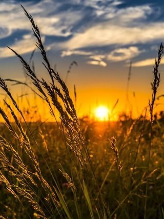 Cómo y cuando plantar remolacha