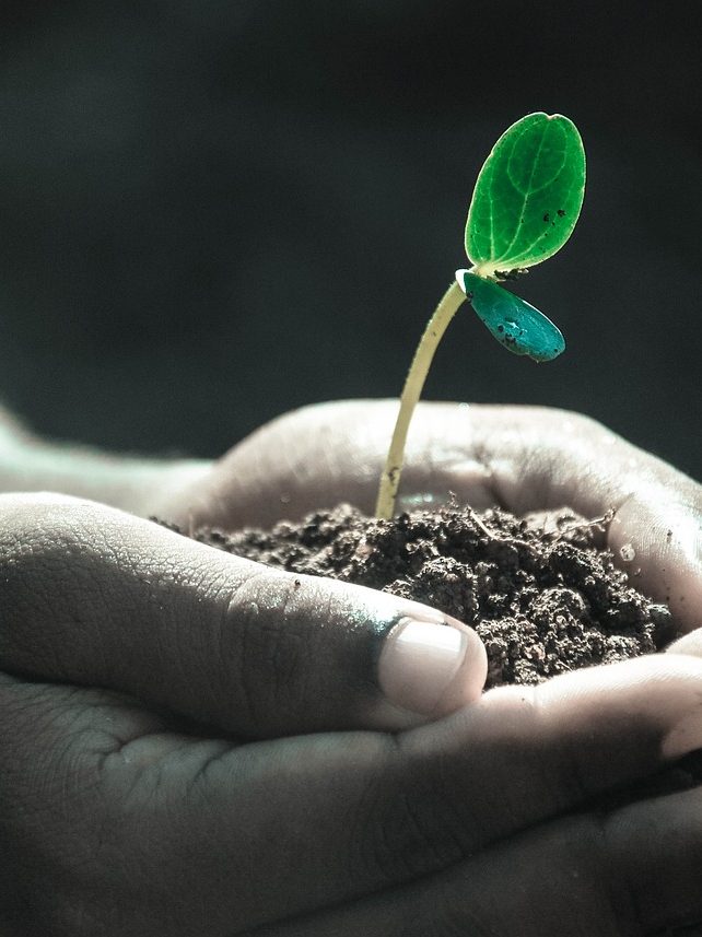hands, macro, plant-1838658.jpg