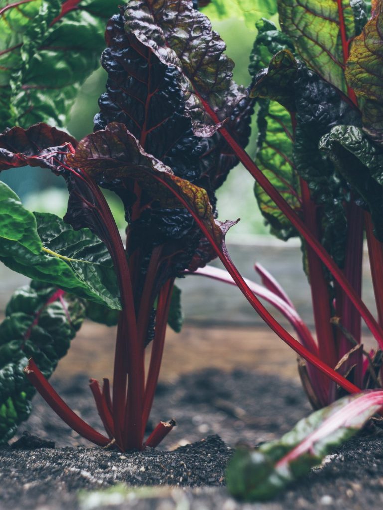 Las mejores marcas de sustrato universal que deberías probar