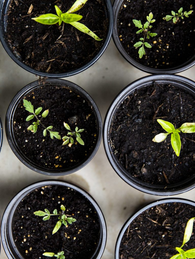 Cómo plantar y cuidar Hortensias