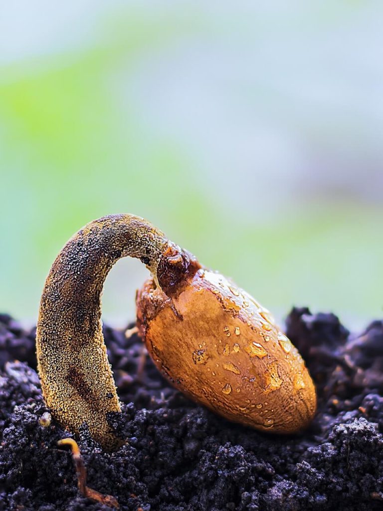 Plantas que prosperan en sustrato universal