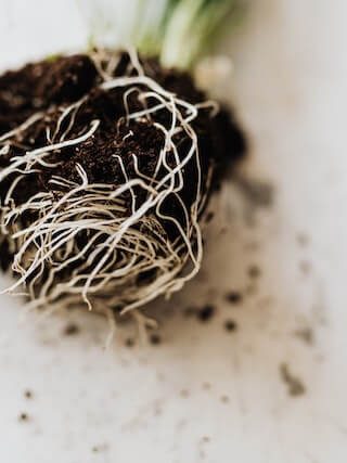 sustrato Universal para plantas