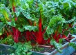swiss chard, vegetable, kitchen garden-3641280.jpg