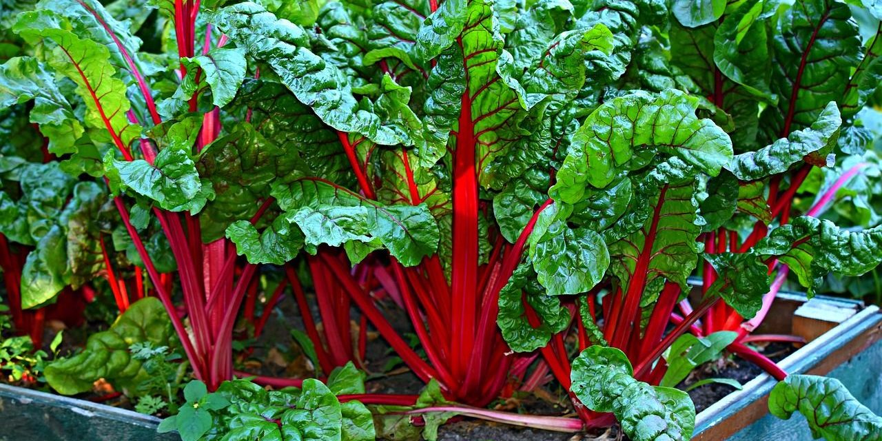 swiss chard, vegetable, kitchen garden-3641280.jpg