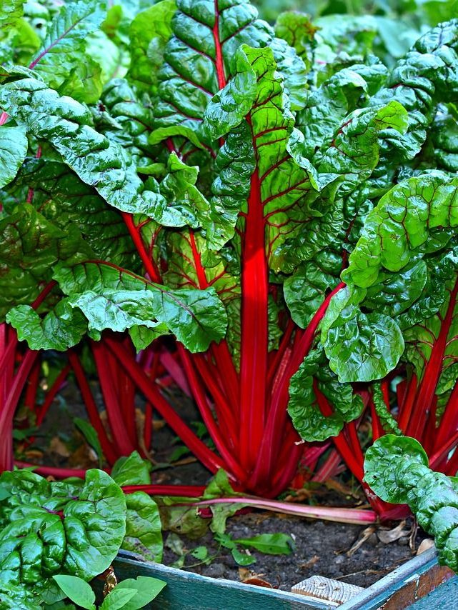 swiss chard, vegetable, kitchen garden-3641280.jpg