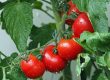 tomatoes, vines, water droplets-1561565.jpg