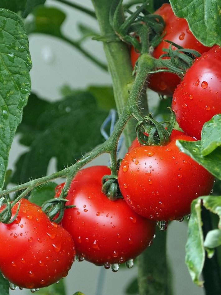 tomatoes, vines, water droplets-1561565.jpg