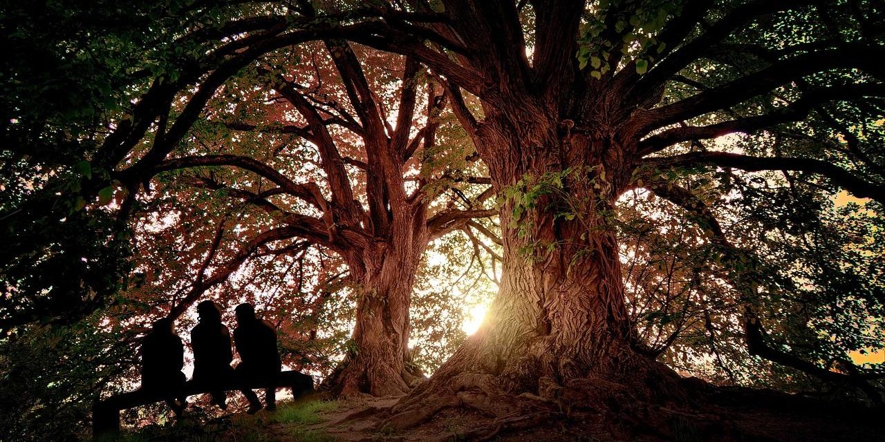 tree, nature, arbol-4862239.jpg