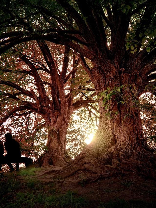 tree, nature, arbol-4862239.jpg