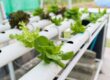 introducción al cultivo hidropónico