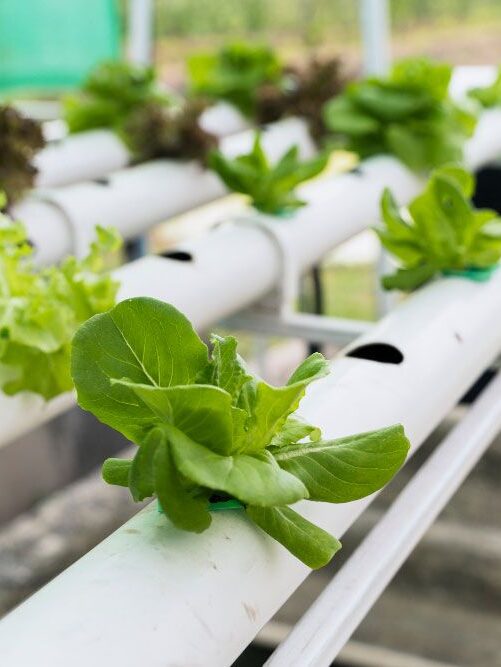 introducción al cultivo hidropónico