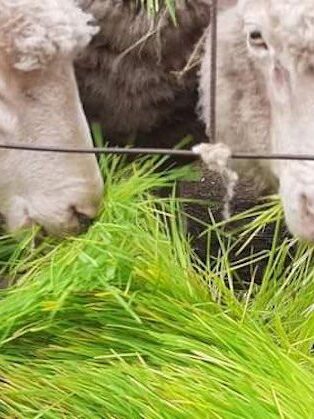 forraje verde hidropónico