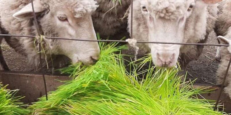 forraje verde hidropónico