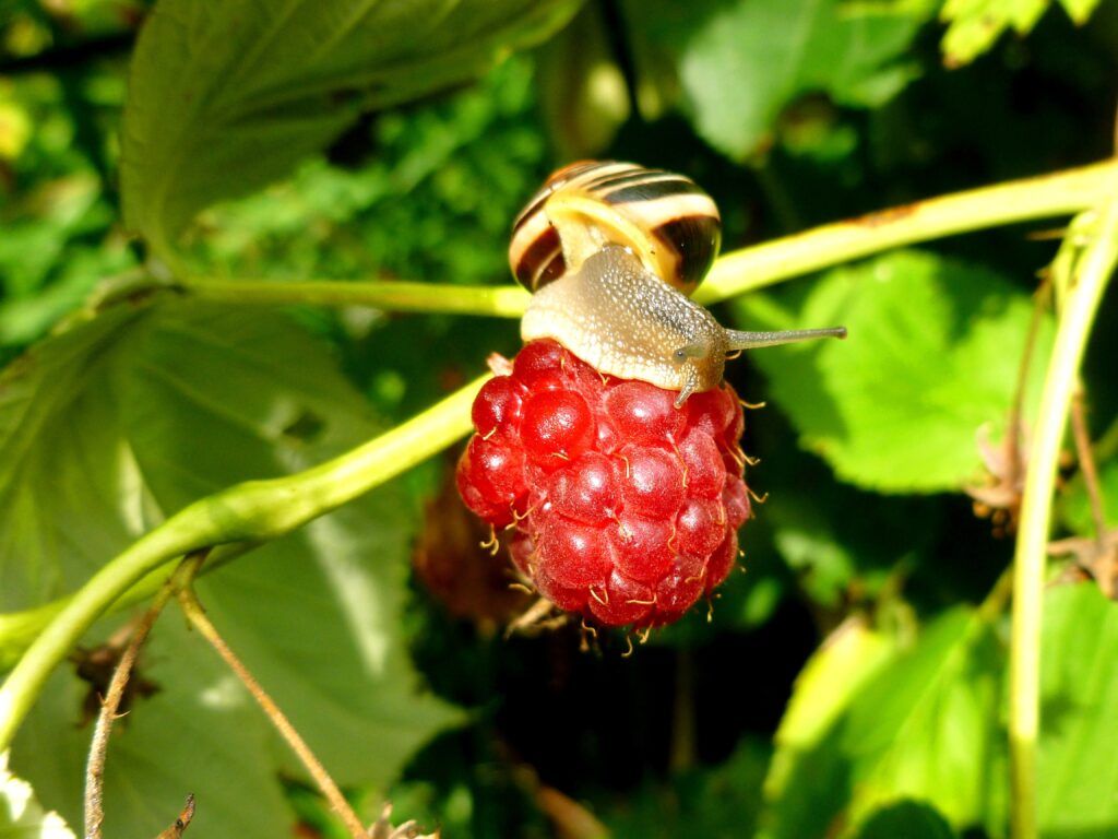 Caracol comiendo una frambuesa roja madura en una planta verde del huerto, representando una plaga común que daña cultivos y frutos.